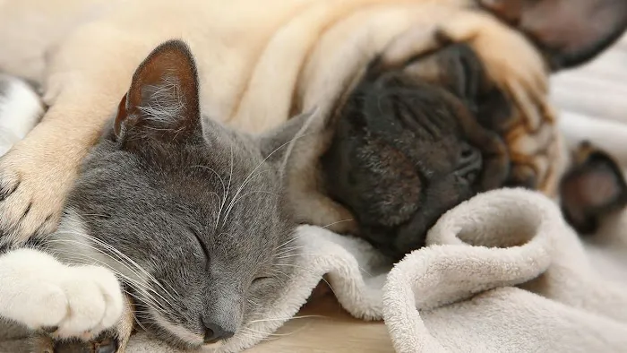 Faulkner Animal Hospital Picture 2