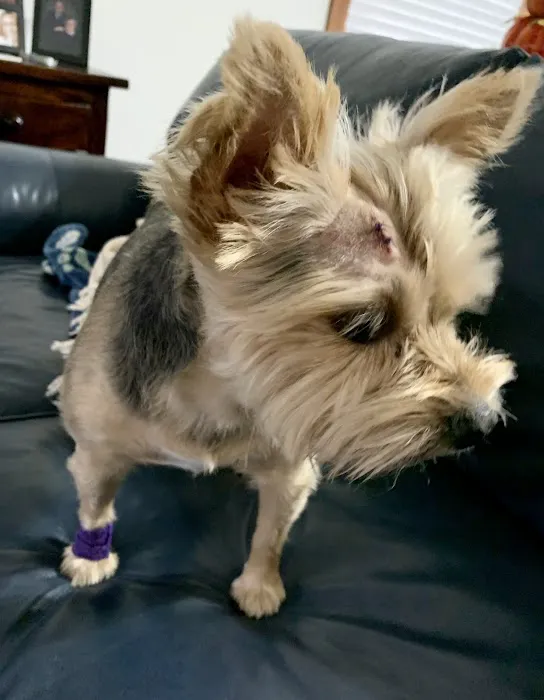 Faulkner Animal Hospital Picture 3