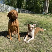 Faulkner Animal Hospital ico