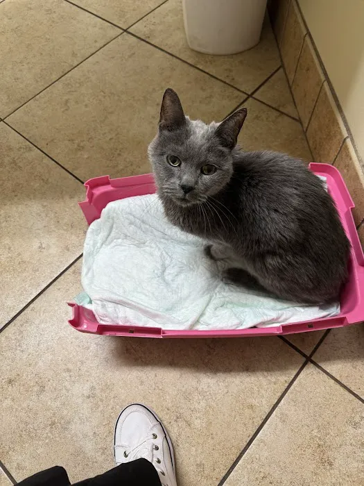 Faulkner Animal Hospital Picture 4
