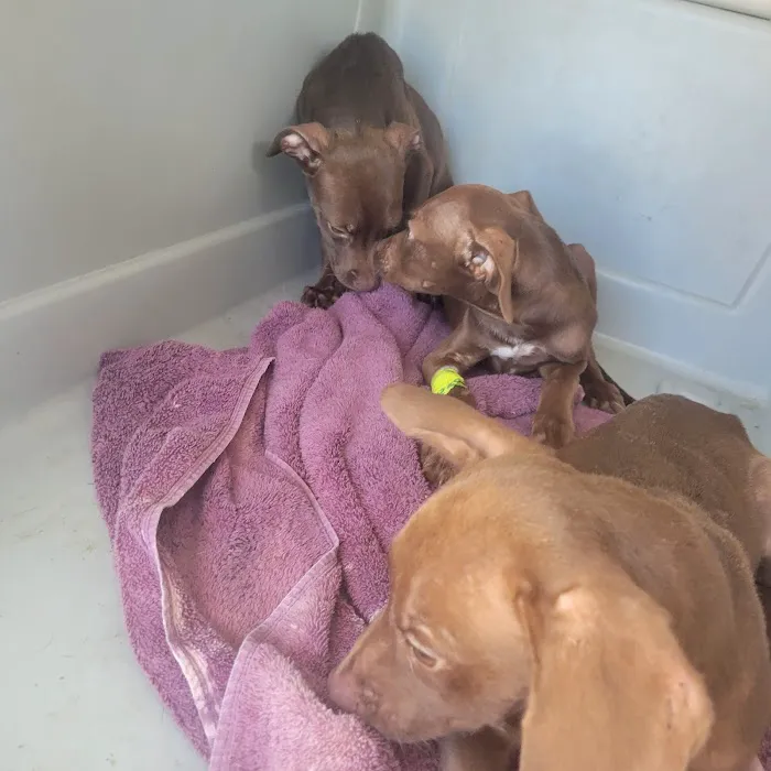 Faulkner Animal Hospital Picture 6