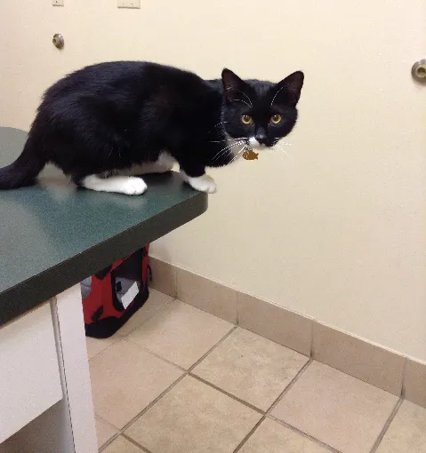 Weddington Animal Hospital Picture 7