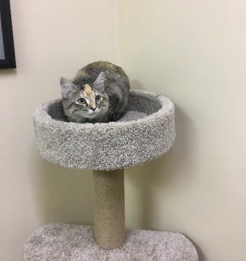 Weddington Animal Hospital Picture 3