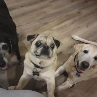 Weddington Animal Hospital ico