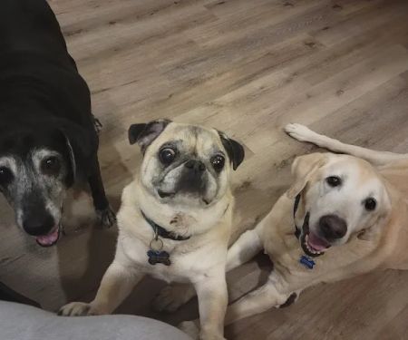 Weddington Animal Hospital