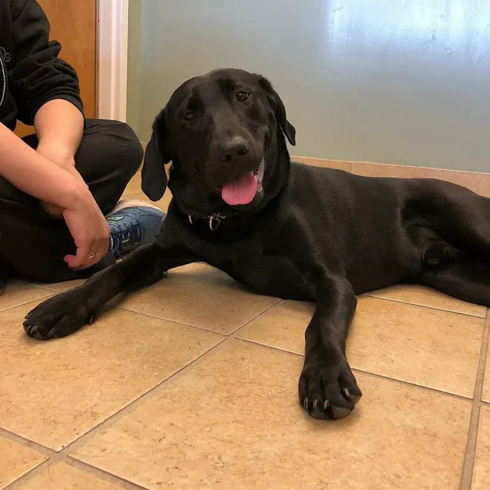 Weddington Animal Hospital Picture 5