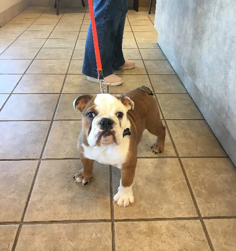 Weddington Animal Hospital Picture 9
