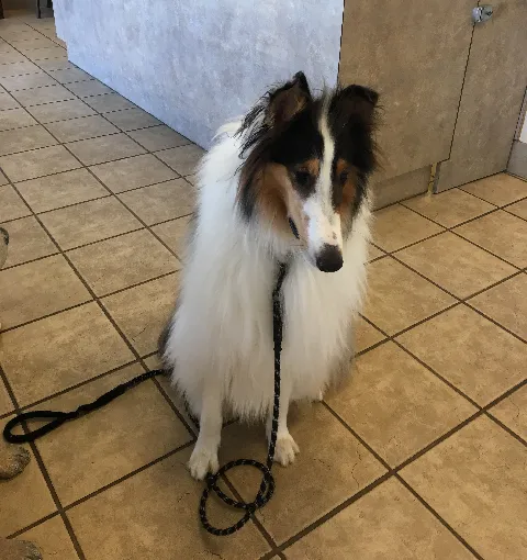Weddington Animal Hospital Picture 8