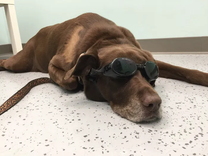 Passionate Paws Animal Hospital Picture 5