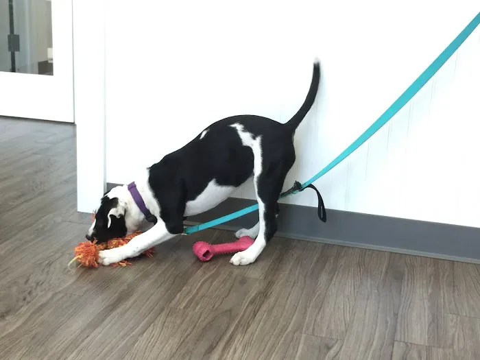 Passionate Paws Animal Hospital Picture 1