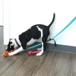 Passionate Paws Animal Hospital