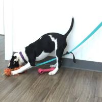 Passionate Paws Animal Hospital ico
