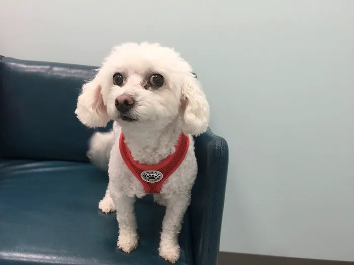 Passionate Paws Animal Hospital Picture 3
