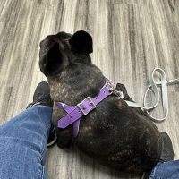 Avery Animal Clinic ico