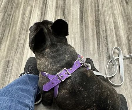 Avery Animal Clinic