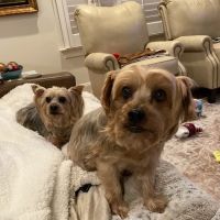 Central Providence Veterinary Hospital ico