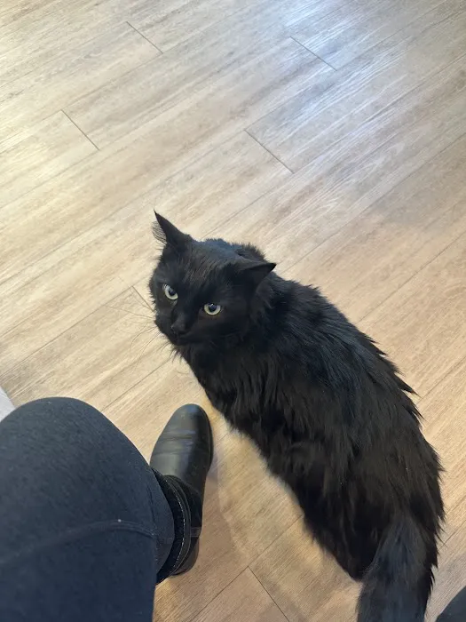 Petfolk Veterinary & Urgent Care - Ballantyne Picture 4