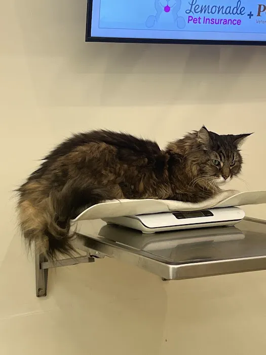 Petfolk Veterinary & Urgent Care - Ballantyne Picture 5