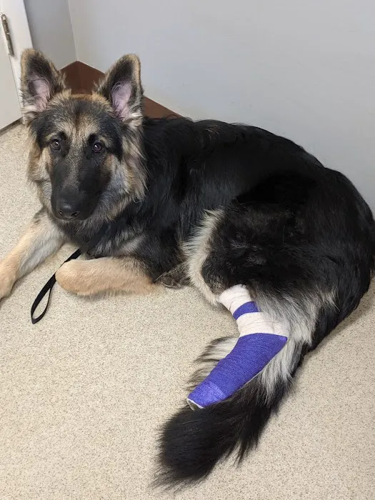 Cotswold Animal Hospital Picture 6