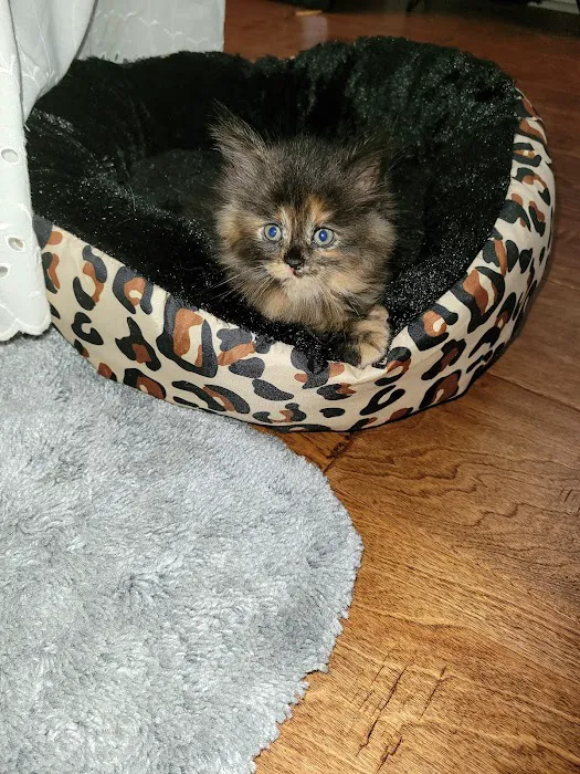 Petfolk Veterinary & Urgent Care - SouthPark Picture 8