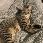 Spay Neuter Clinic of the Carolinas
