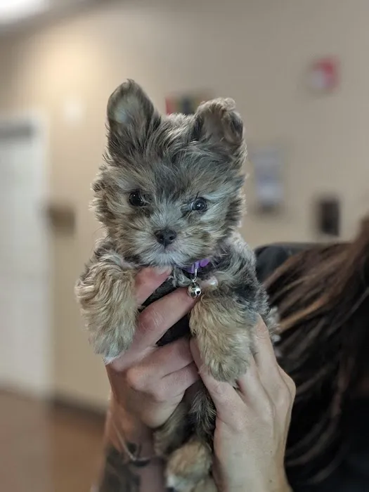 Spay Neuter Clinic of the Carolinas Picture 5