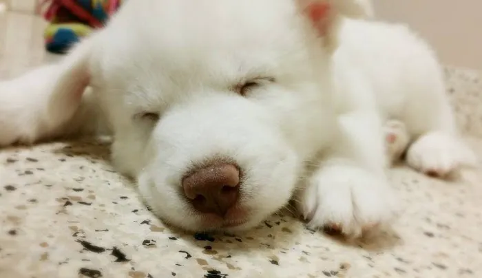 Lakeside Animal Hospital Picture 5