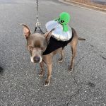 Buies Creek Veterinary Hospital and Dental Clinic