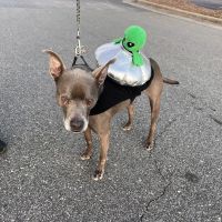 Buies Creek Veterinary Hospital and Dental Clinic ico