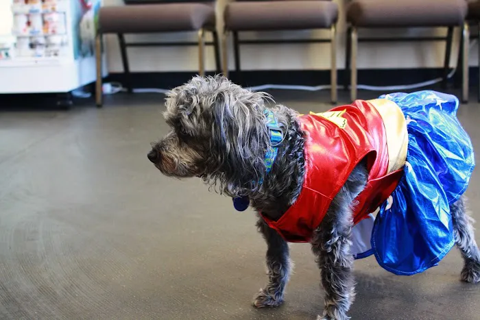 Buies Creek Veterinary Hospital and Dental Clinic Picture 9