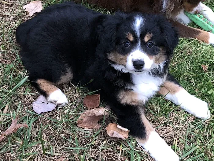 Smokey Mountain Mobile Veterinary Service Picture 1