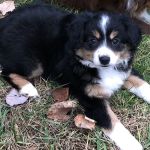 Smokey Mountain Mobile Veterinary Service