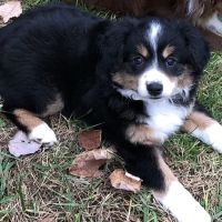 Smokey Mountain Mobile Veterinary Service ico