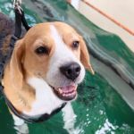 Mountain Top Canine Rehab