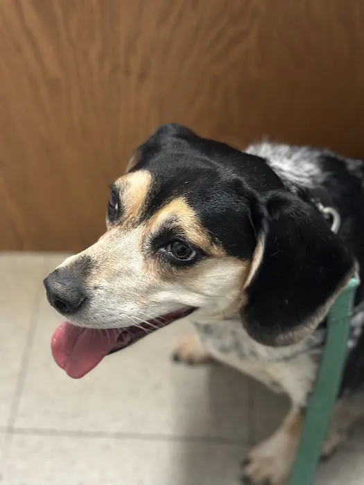 Canton Animal Hospital PA Picture 2