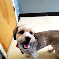 Canton Animal Hospital PA ico
