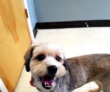 Canton Animal Hospital PA
