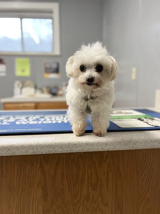 Canton Animal Hospital PA Picture 5