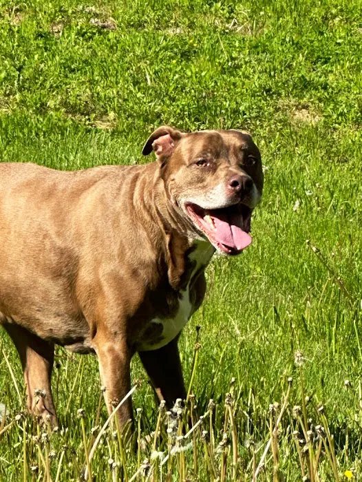 Country Lane Animal Hospital Picture 2