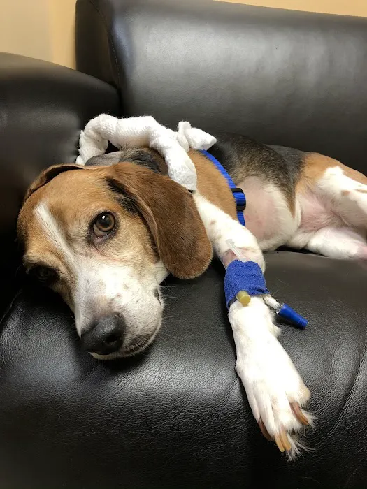Junaluska Animal Hospital Picture 5