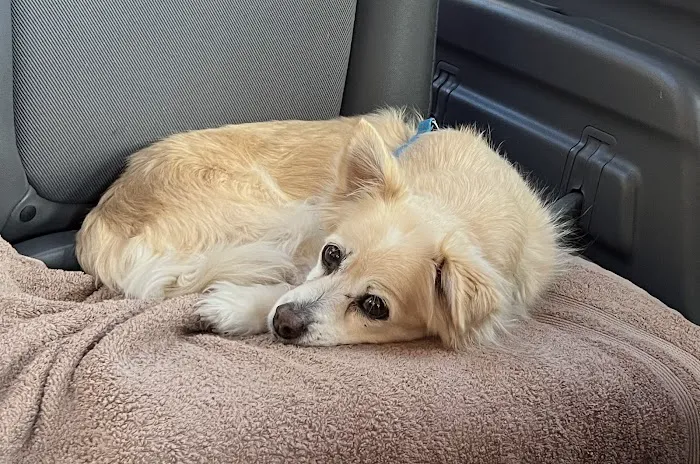 Junaluska Animal Hospital Picture 10