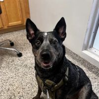 Open Door Veterinary Care ico