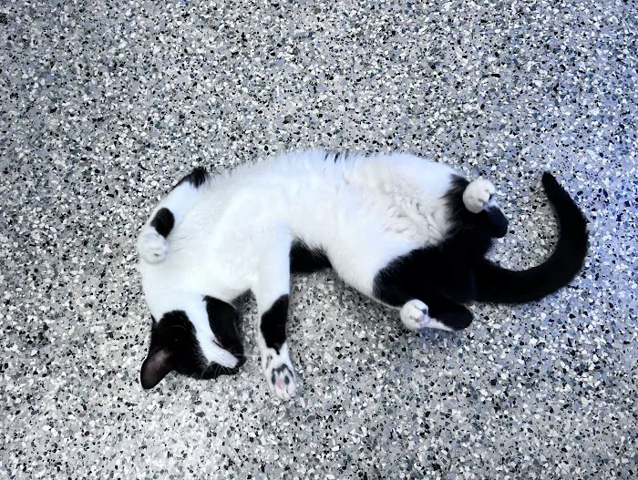Open Door Veterinary Care Picture 5