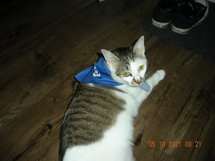 Open Door Veterinary Care Picture 8