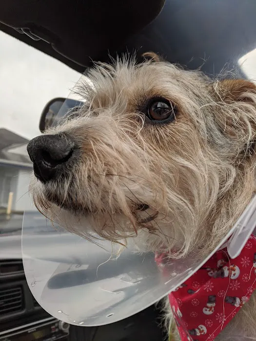 Open Door Veterinary Care Picture 9