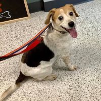 Evergreen Veterinary Hospital ico