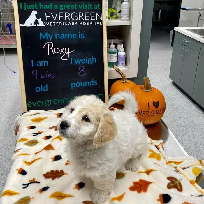 Evergreen Veterinary Hospital Picture 4