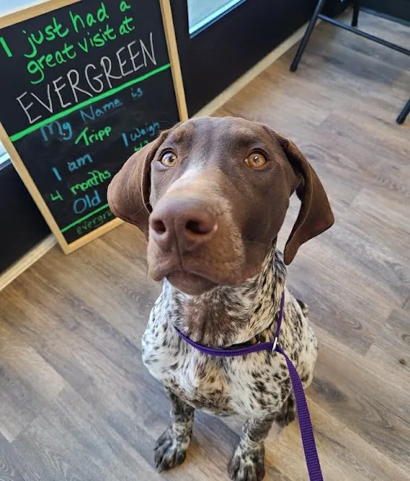 Evergreen Veterinary Hospital Picture 3