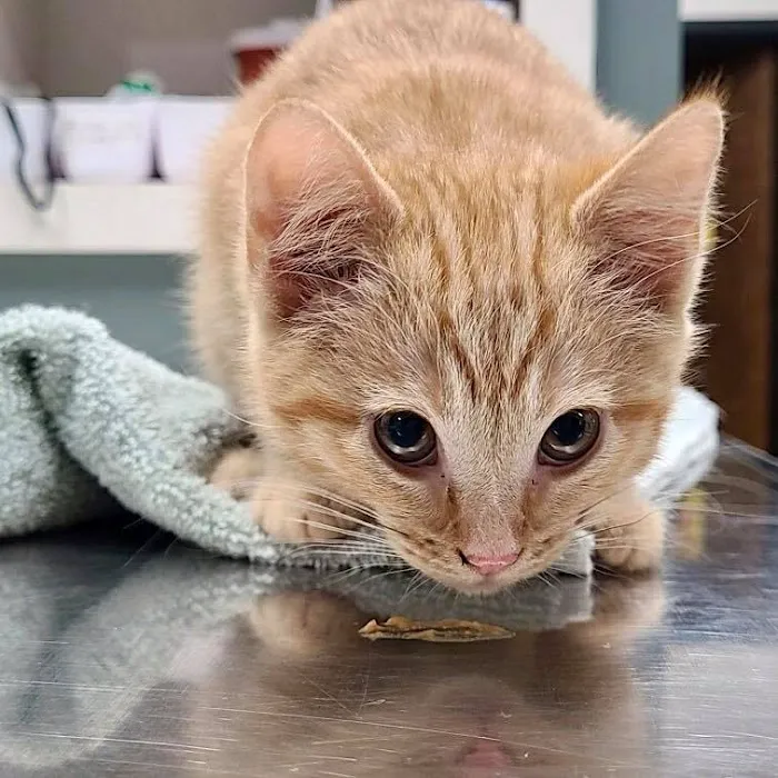 Evergreen Veterinary Hospital Picture 6