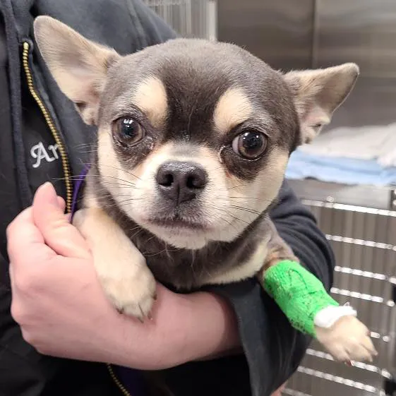Evergreen Veterinary Hospital Picture 7